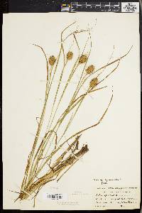 Carex squarrosa image