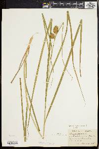 Carex squarrosa image