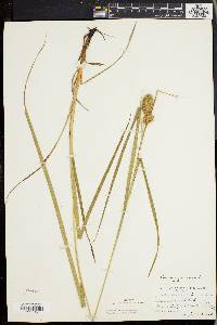 Carex squarrosa image