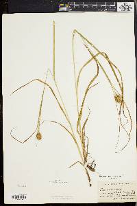 Carex squarrosa image