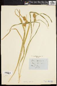 Carex squarrosa image