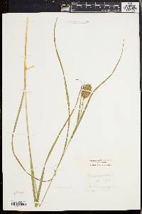 Carex squarrosa image