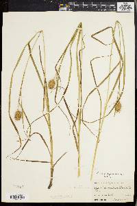 Carex squarrosa image