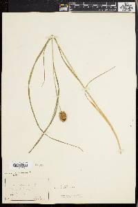 Carex squarrosa image