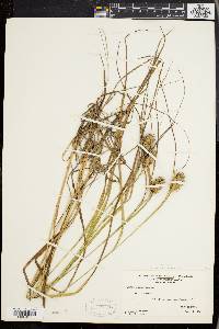 Carex squarrosa image