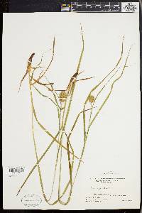 Carex squarrosa image