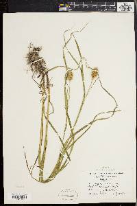 Carex squarrosa image