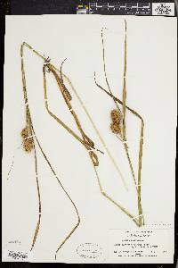 Carex squarrosa image