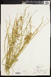 Carex squarrosa image