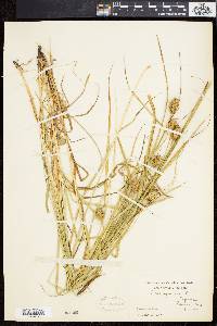 Carex squarrosa image