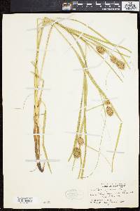 Carex squarrosa image