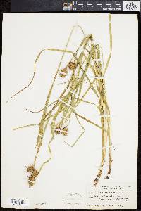 Carex squarrosa image