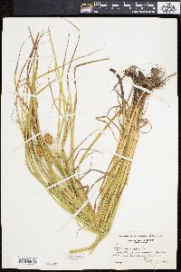 Carex squarrosa image