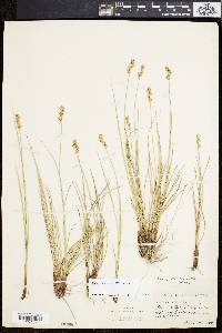 Carex sterilis image