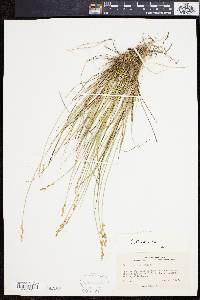 Carex sterilis image