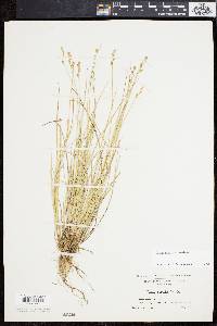 Carex sterilis image