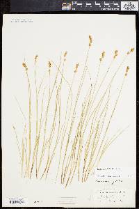 Carex sterilis image