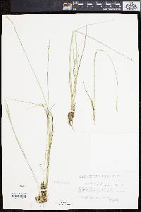 Carex sterilis image