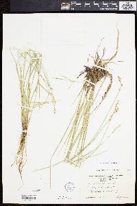 Carex sterilis image