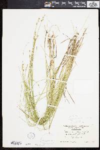 Carex sterilis image