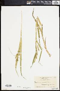 Carex scabrata image