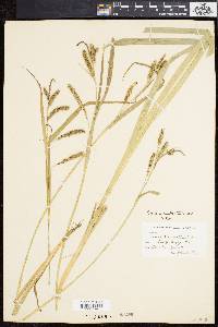 Carex scabrata image