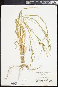 Carex scabrata image