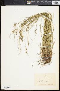 Carex swanii image