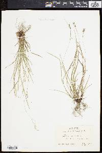 Carex swanii image