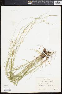 Carex swanii image