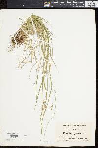 Carex swanii image