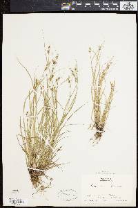 Carex swanii image