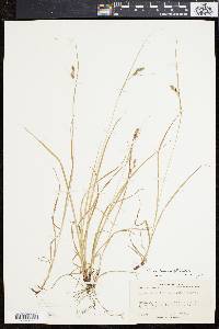 Carex swanii image