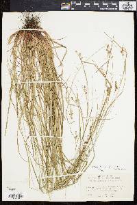 Carex swanii image