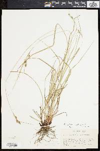 Carex swanii image