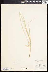 Carex silicea image