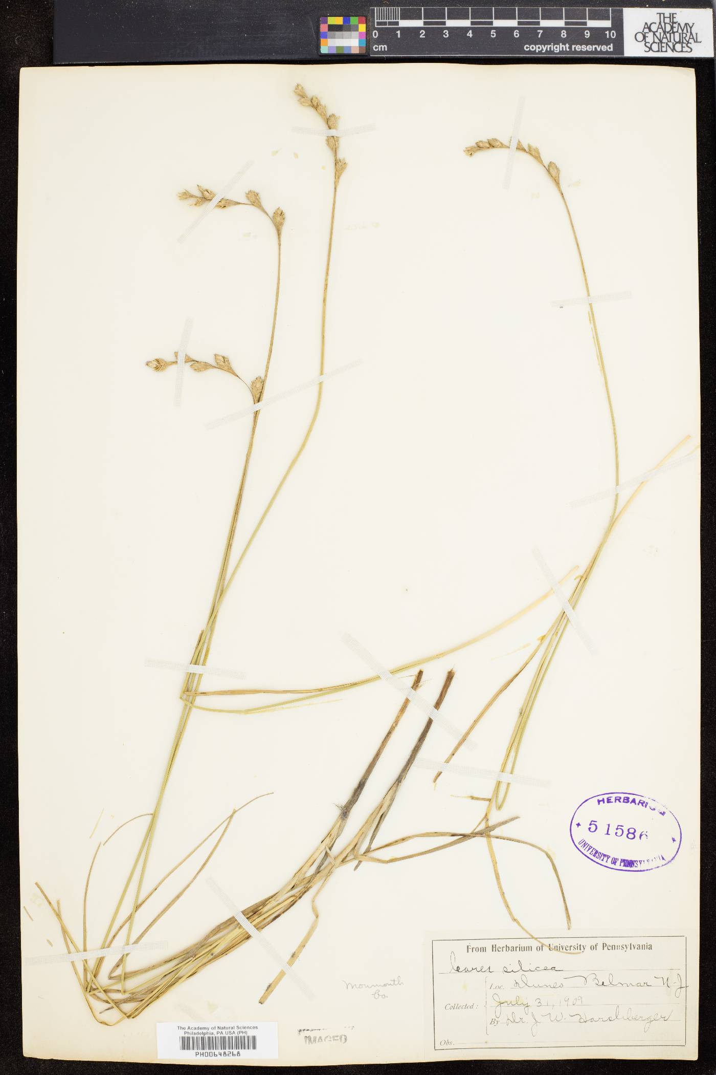 Carex silicea image