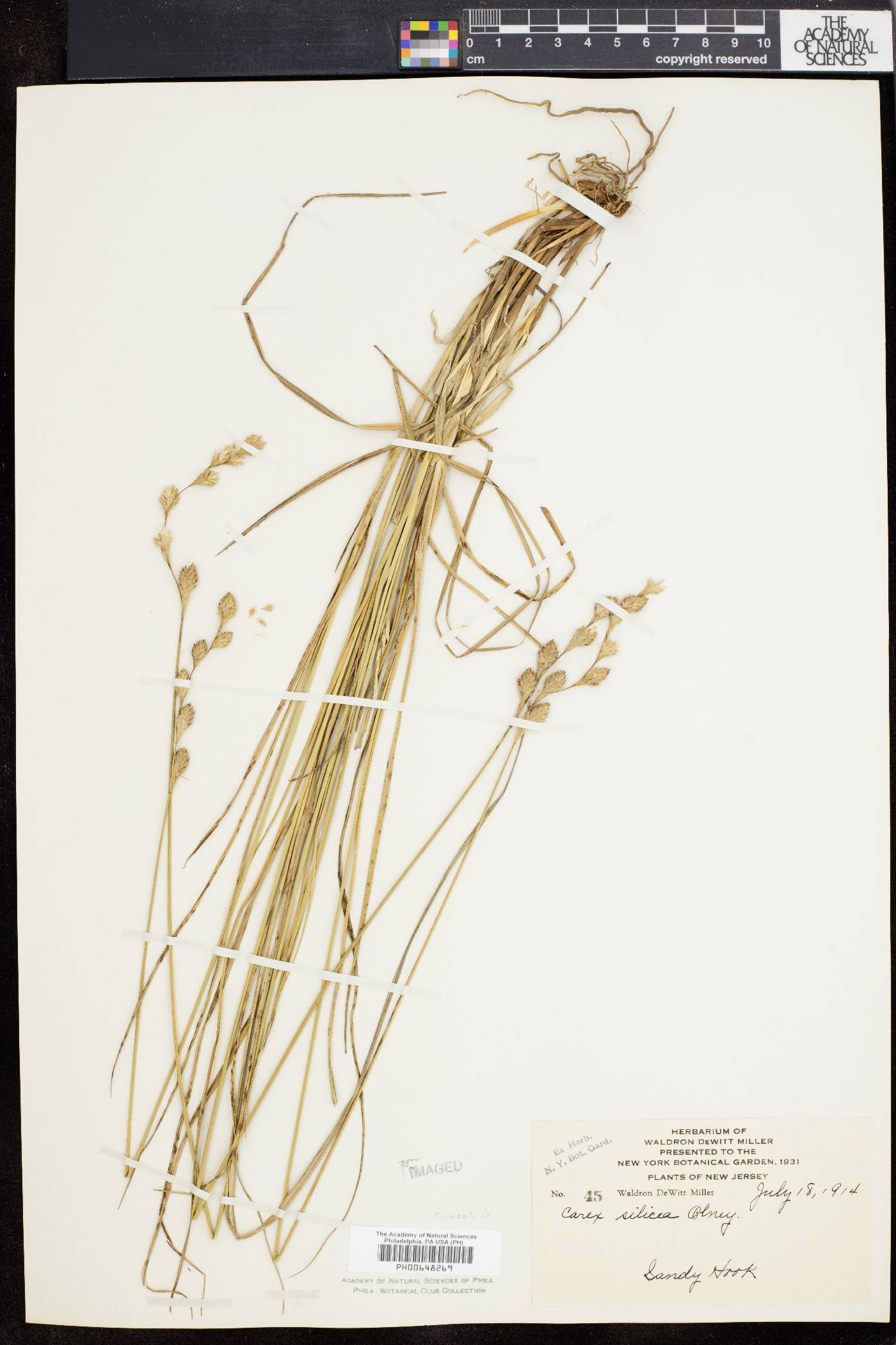 Carex silicea image