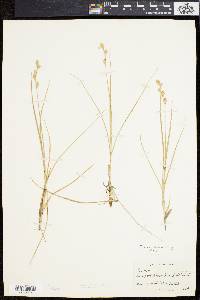 Carex silicea image