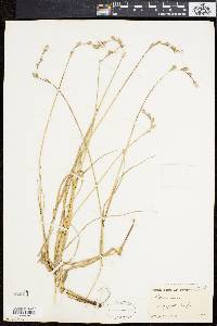 Carex silicea image