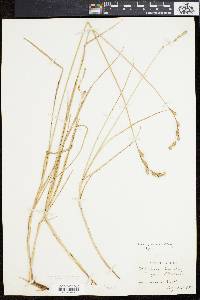 Carex silicea image