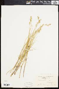 Carex silicea image