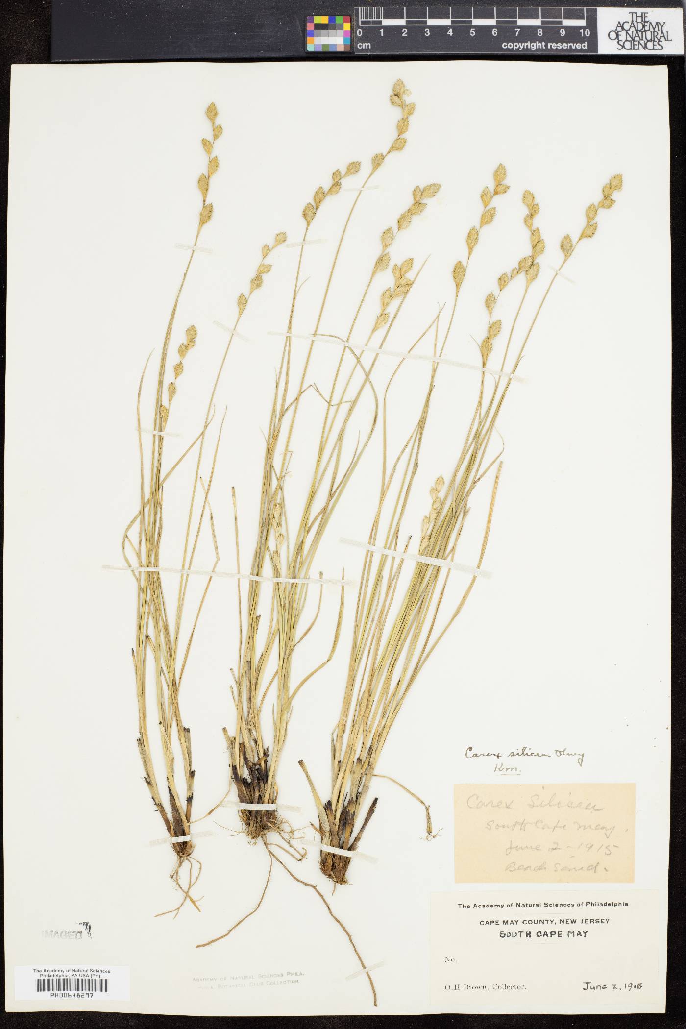 Carex silicea image