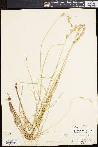 Carex silicea image