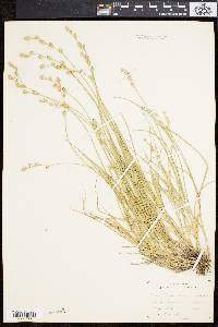 Carex silicea image