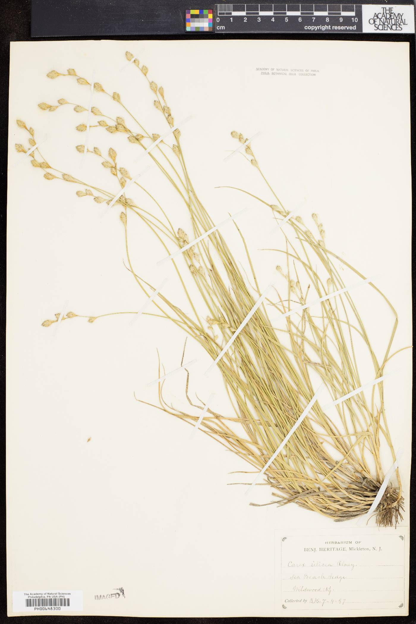 Carex silicea image