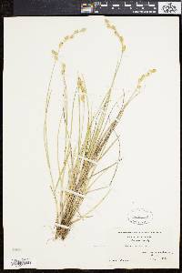 Carex silicea image