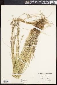 Carex silicea image