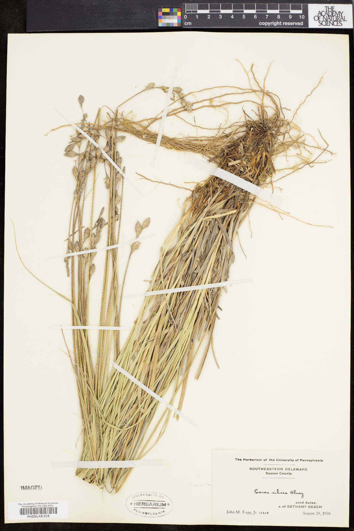 Carex silicea image