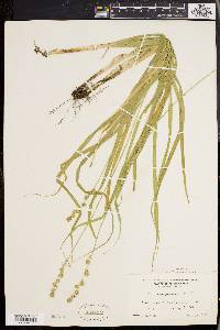 Carex sparganioides image